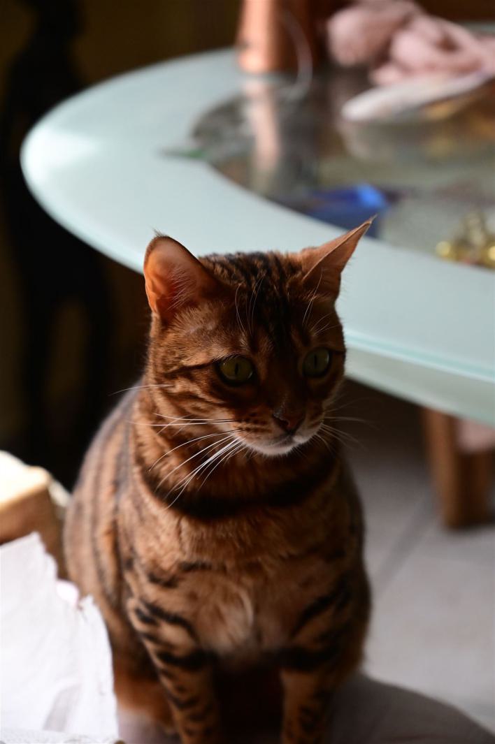 Planetencodeanalysen für Tiere